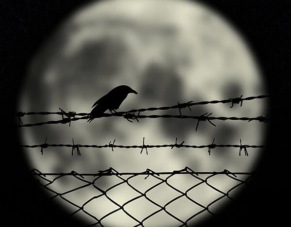 Full moon crow