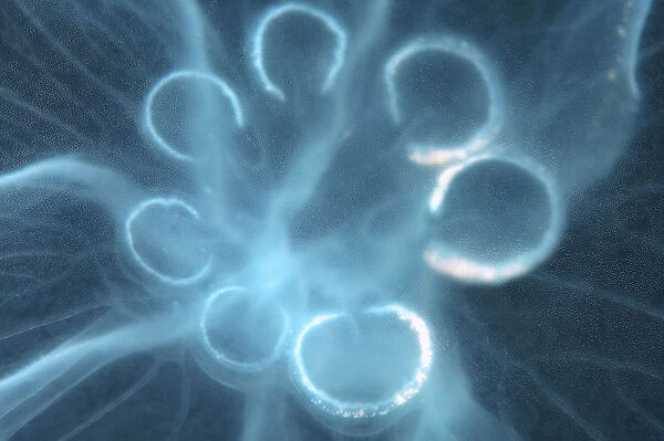 Moon Jellyfish, Saucer Jelly -Aurelia aurita-, genetic mutation with seven gonads instead of four, Black Sea, Crimea, Ukraine