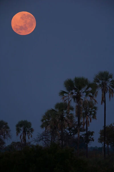 Moon over palms, Botswana