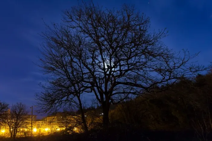 Framed Print : Moon Rise behind Tree Silhouette Framed Print : Moon Rise behind Tree Silhouette