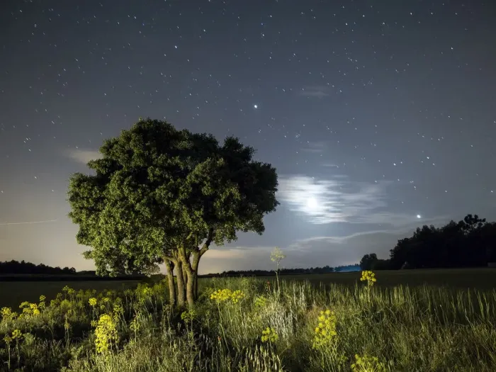 Framed Print : Moon and stars illuminating a green wheat field Framed Print : Moon and stars illuminating a green wheat field