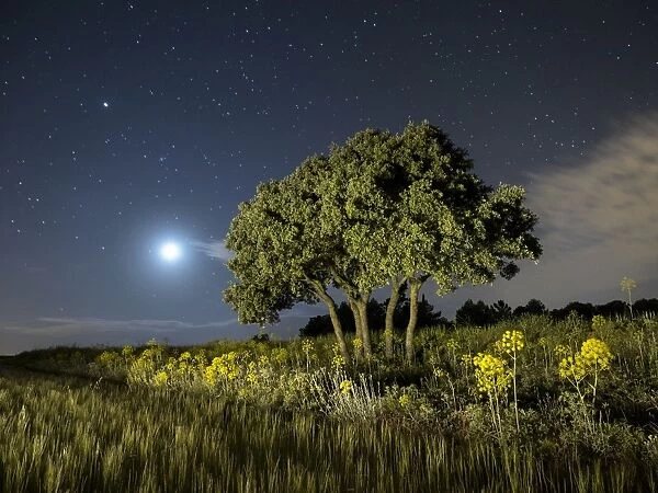 Moon and stars illuminating a green wheat field