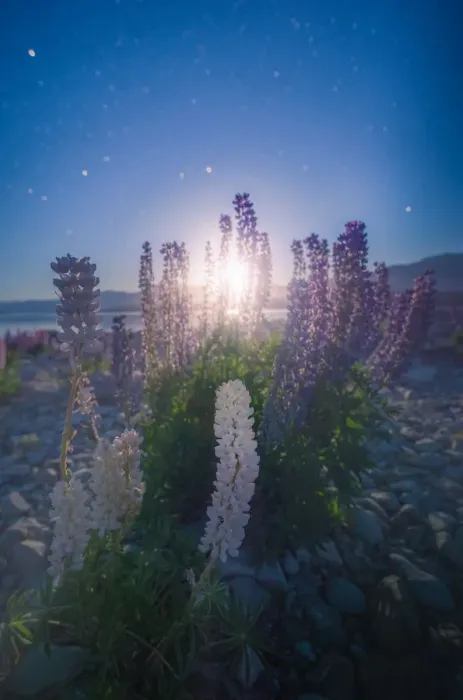 Framed Print : Moonlight shine through Lupines clump Framed Print : Moonlight shine through Lupines clump
