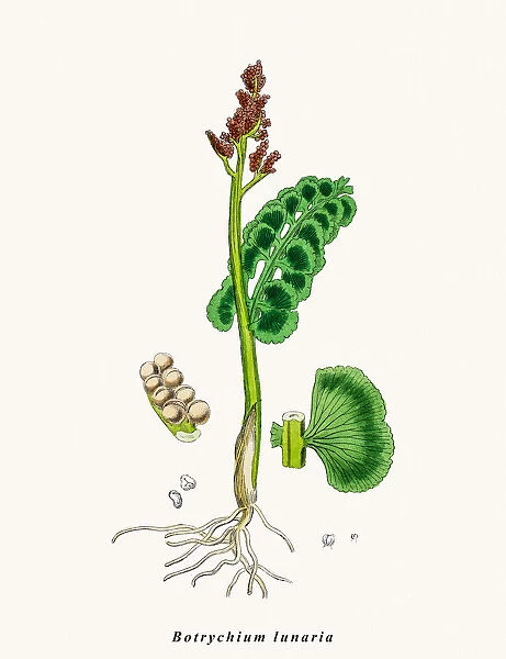 Moonwort fern plant