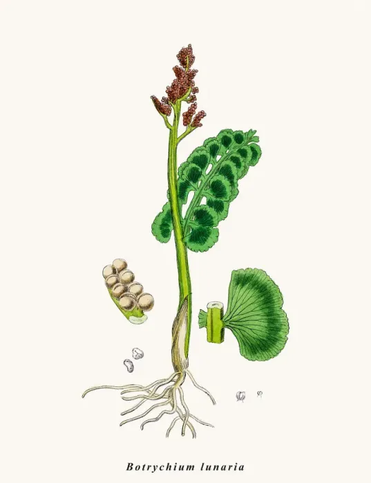 Framed Print : Moonwort fern plant Framed Print : Moonwort fern plant