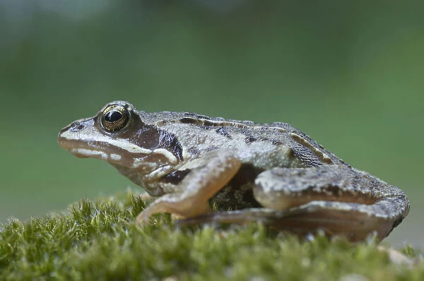 Moor frog -Rana arvalis-, Emsland, Germany, Europe
