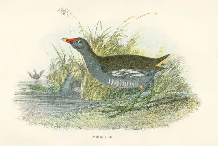 Framed Print : Moorhen birds from Great Britain 1897