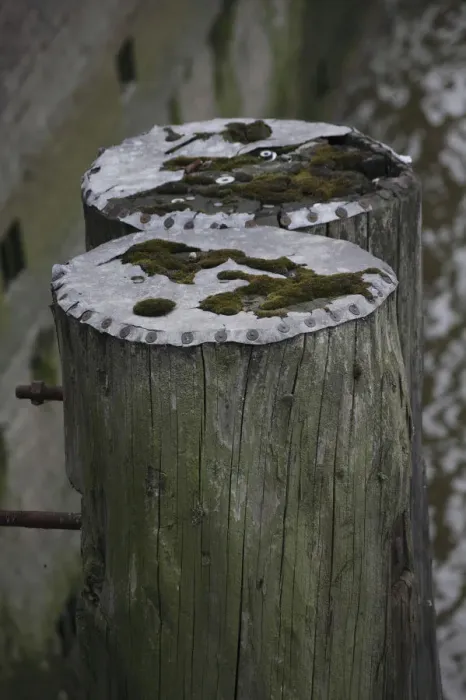 Framed Print : Mooring posts covered with moss Framed Print : Mooring posts covered with moss