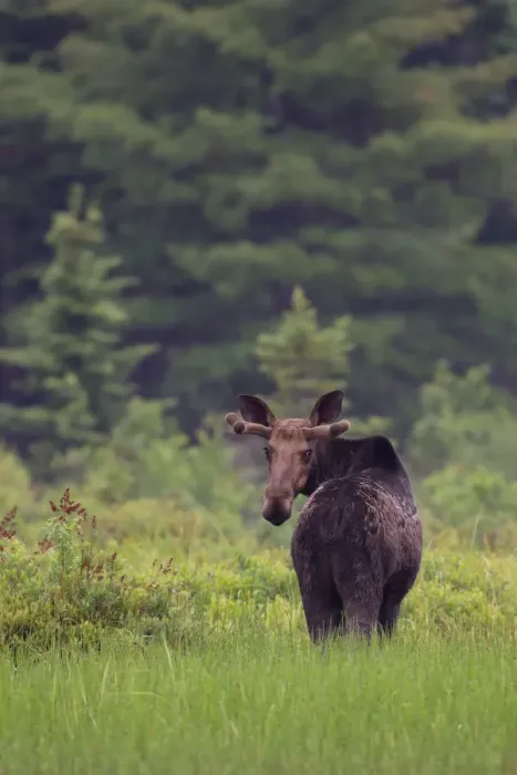 Framed Print : Moose Framed Print : Moose