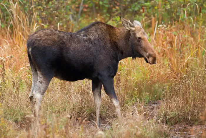 Framed Print : Moose Framed Print : Moose