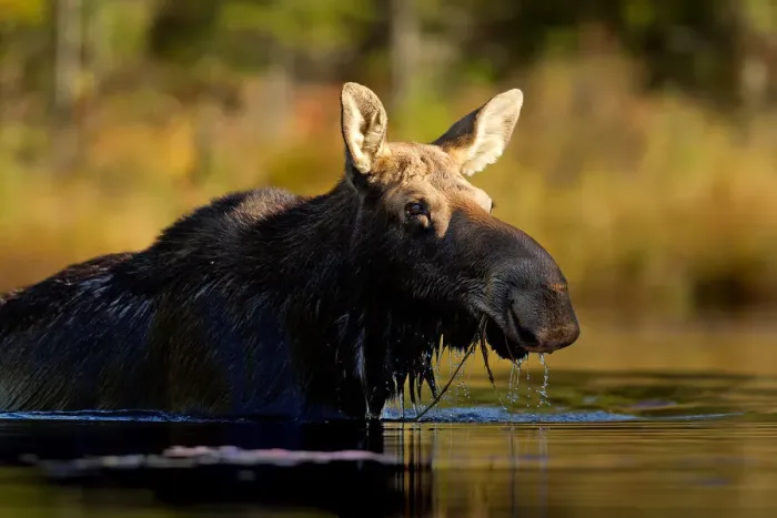 Framed Print : Moose Framed Print : Moose