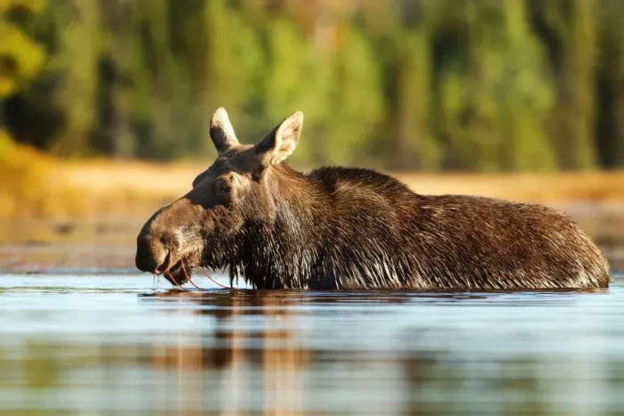 Framed Print : Moose Framed Print : Moose