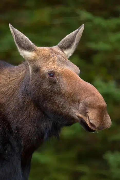 Framed Print : Moose Framed Print : Moose