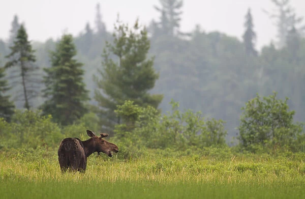 Moose in Algonquin marsh