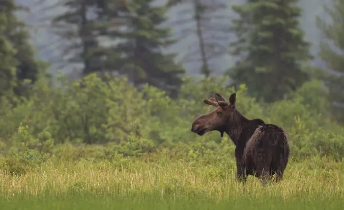 Framed Print : Moose in Algonquin Park Framed Print : Moose in Algonquin Park