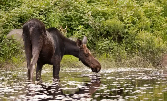 Framed Print : Moose in Algonquin Park Framed Print : Moose in Algonquin Park