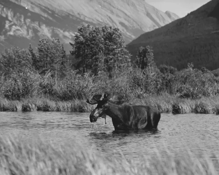 Framed Print : Moose Bathing Framed Print : Moose Bathing