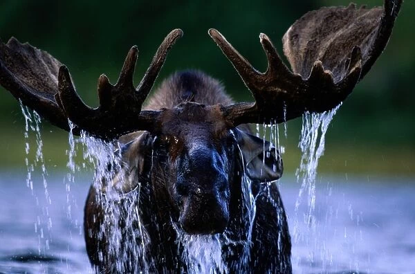 Moose bull (Alces alces) water dripping from head and antlers