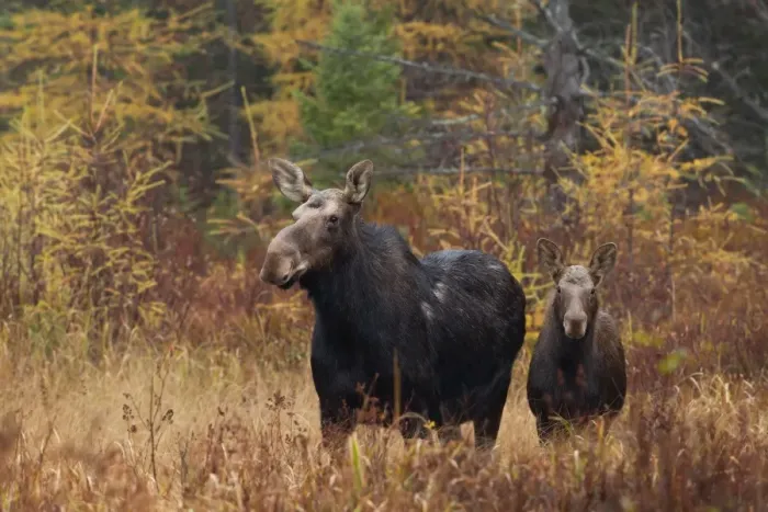 Framed Print : Moose with Calf Framed Print : Moose with Calf