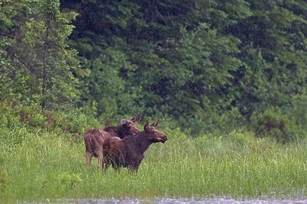 Moose calves