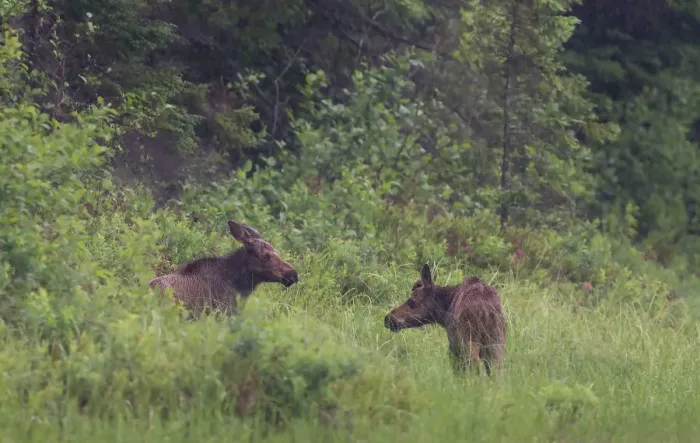 Framed Print : Moose calves in Algonquin Park Framed Print : Moose calves in Algonquin Park