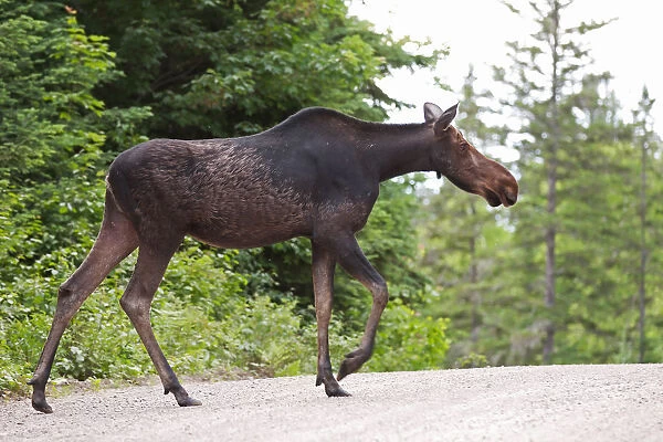 Moose crossing dirt road