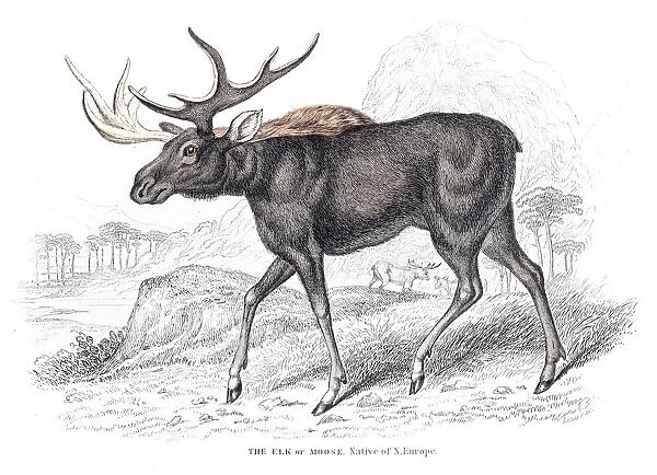 Moose engraving 1855