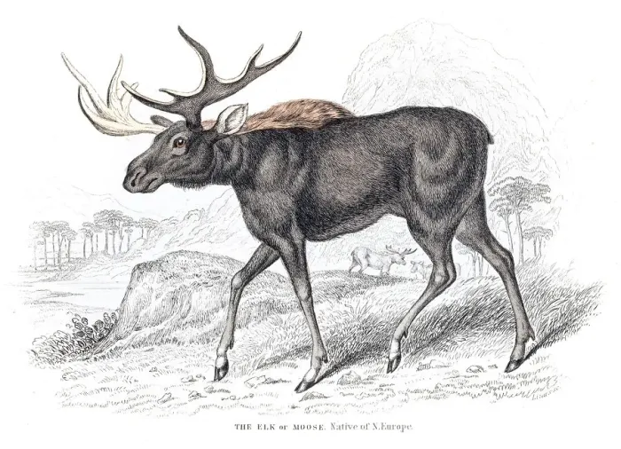 Framed Print : Moose engraving 1855 Framed Print : Moose engraving 1855
