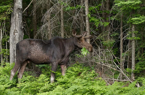 Moose having lunch