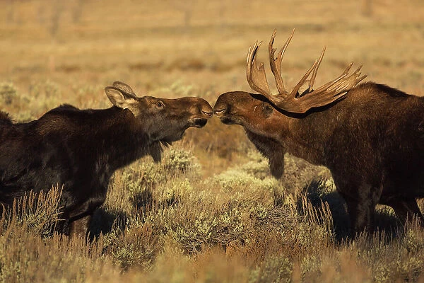 Moose Kiss