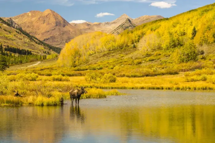 Framed Print : Moose in pond, Gunnison National Forest, Colorado, USA Framed Print : Moose in pond, Gunnison National Forest, Colorado, USA