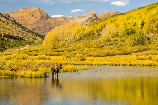 Moose in pond, Gunnison National Forest, Colorado, USA