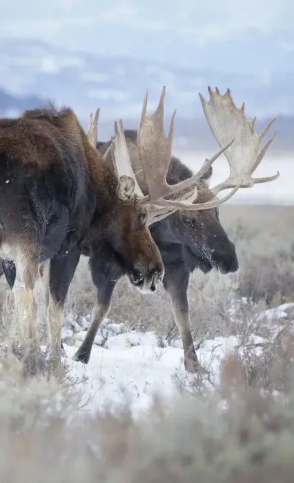 Framed Print : Moose Sparring Framed Print : Moose Sparring