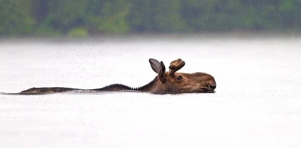 Moose swimming
