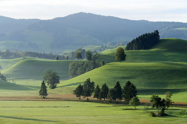 Morainic landscape, Hirzel area, Zurich, Switzerland, Europe
