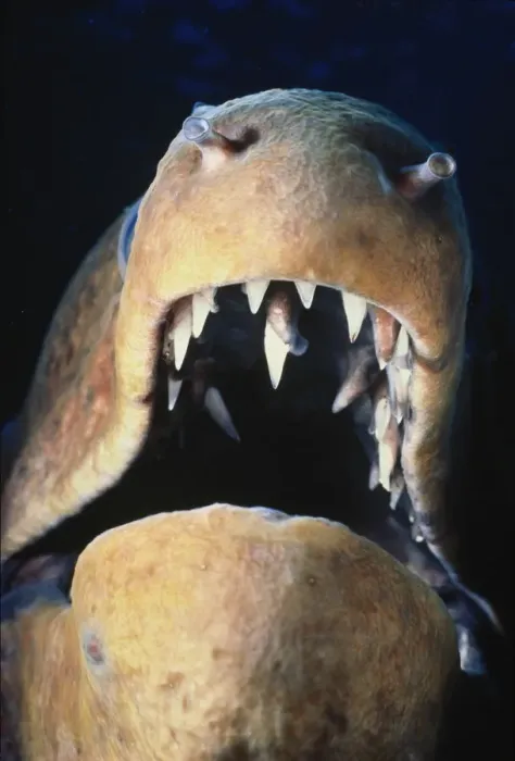 Framed Print : Moray eel (Muraena sp. ) with mouth open, Red Sea Framed Print : Moray eel (Muraena sp. ) with mouth open, Red Sea