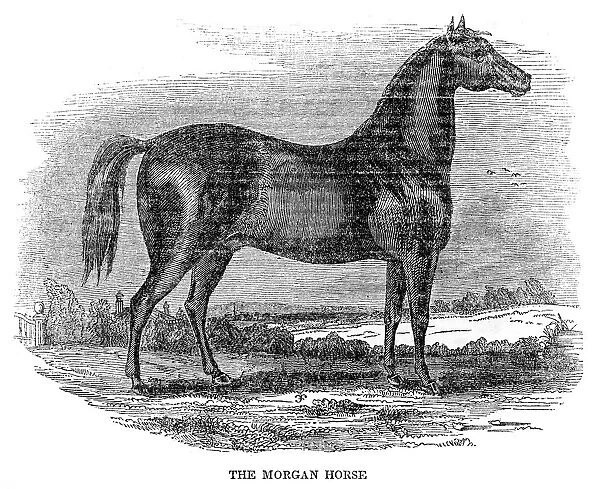 The Morgan horse 1841