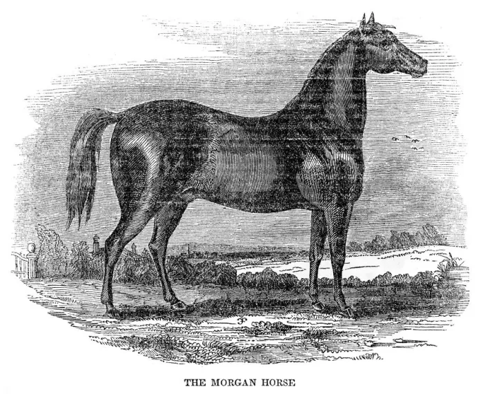 Framed Print : The Morgan horse 1841 Framed Print : The Morgan horse 1841