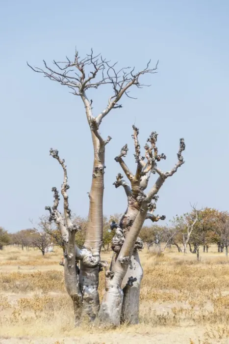 Framed Print : Moringa -Moringa ovalifolia-, Etosha National Park, Namibia Framed Print : Moringa -Moringa ovalifolia-, Etosha National Park, Namibia
