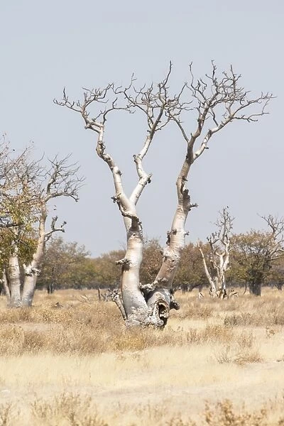 Moringa tree -Moringa ovalifolia-, Fairytale Forest, Sprokieswood, Etosha National Park, Namibia