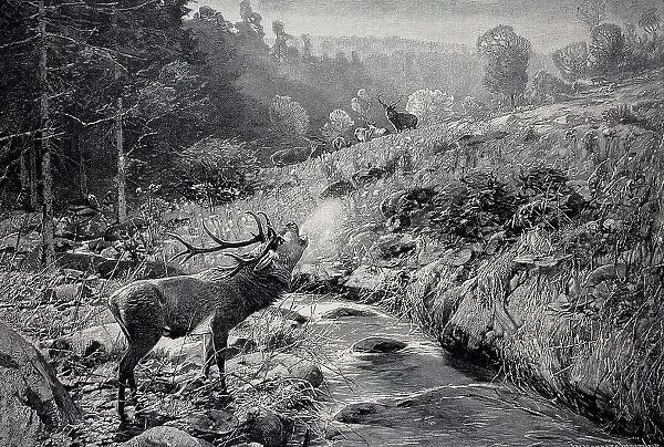 Morning atmosphere in early autumn in the Harz Mountains, roaring stag in rut stands by the stream, Germany, 1898, Historic, digital reproduction of an original 19th century painting, original date unknown