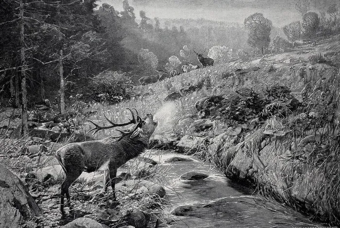 Framed Print : Morning atmosphere in early autumn in the Harz Mountains, roaring stag in rut stands by the stream, Germany, 1898, Historic, digital reproduction of an original 19th century painting, original date unknown Framed Print : Morning atmosphere in early autumn in the Harz Mountains, roaring stag in rut stands by the stream, Germany, 1898, Historic, digital reproduction of an original 19th century painting, original date unknown