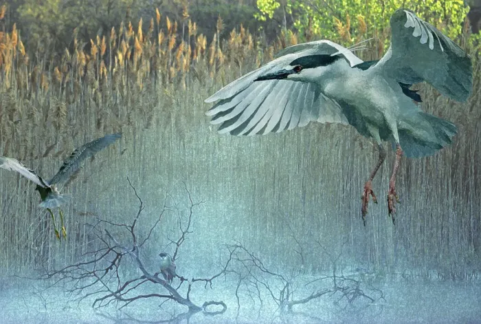 Framed Print : Morning flight back-crowned night herons at pond Framed Print : Morning flight back-crowned night herons at pond