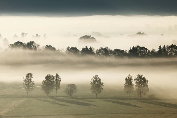 Morning fog over Loisach Moor or Loisach-Kochelsee-Moor near Grossweil, Blaues Land region, Upper Bavaria, Bavaria, Germany, Europe