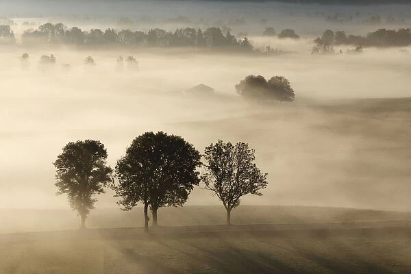 Morning fog over Loisach Moor or Loisach-Kochelsee-Moor, Blaues Land region, Upper Bavaria, Bavaria, Germany, Europe