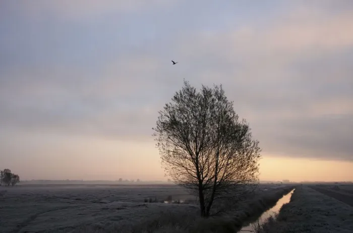 Framed Print : Morning fog, Wuemmewiesen nature reserve, Bremen, Germany, Europe Framed Print : Morning fog, Wuemmewiesen nature reserve, Bremen, Germany, Europe