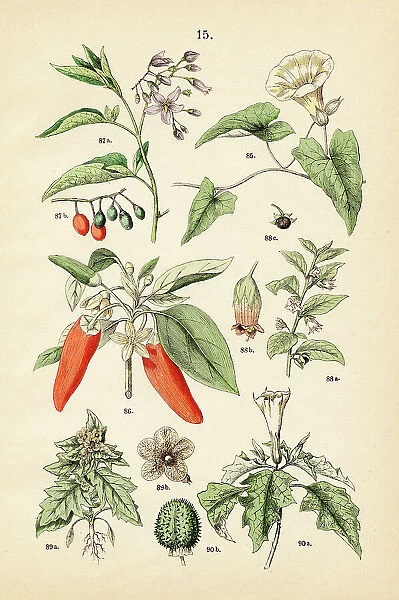 Morning glory, bell pepper, bittersweet nightshade, deadly nightshade, black henbane - Botanical illustration 1883