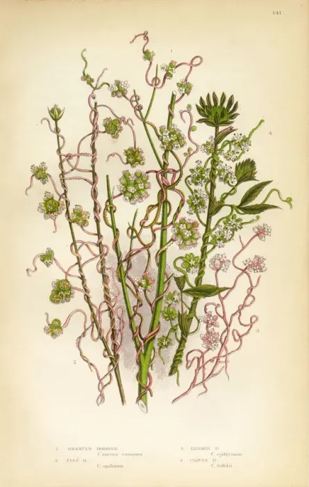 Framed Print : Morning Glory, Dodder, Cuscuta, Flax, Clover, Victorian Botanical Illustration