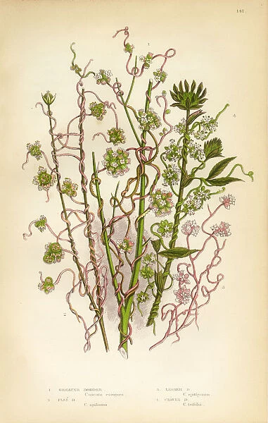 Morning Glory, Dodder, Cuscuta, Flax, Clover, Victorian Botanical Illustration