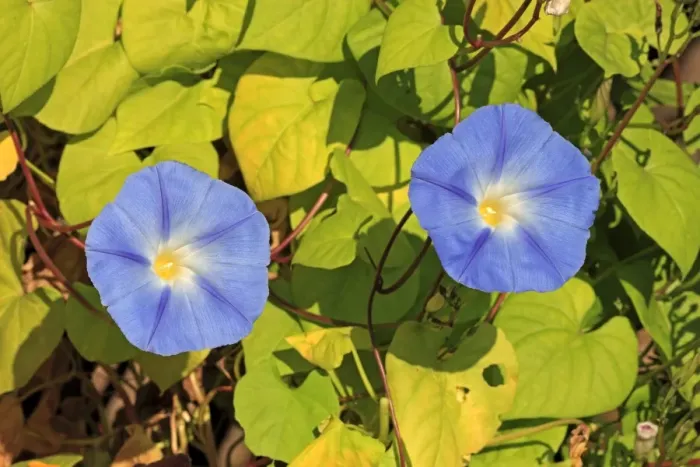 Framed Print : Morning Glory -Ipomoea purpurea-, flowering, Ellerstadt, Rhineland-Palatinate, Germany Framed Print : Morning Glory -Ipomoea purpurea-, flowering, Ellerstadt, Rhineland-Palatinate, Germany
